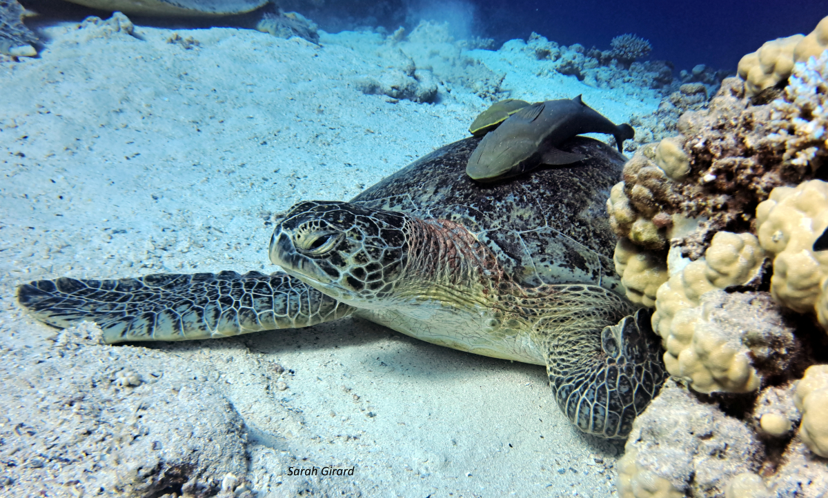 A chacun son atoll est né !